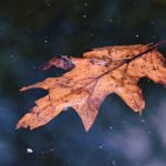 a leaf became like a stem…